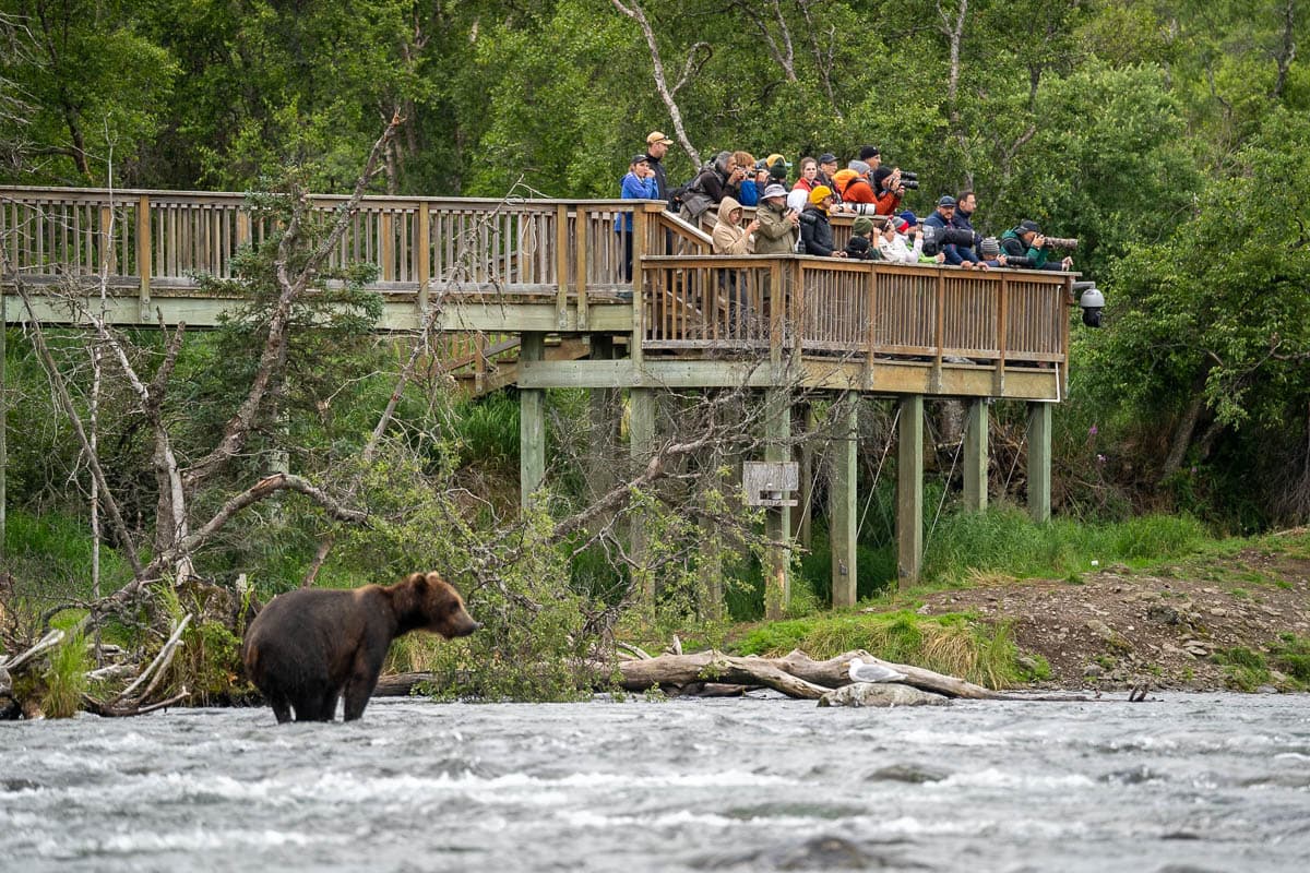 Tourists standing on a Brooks Falls wooden platform with a brown bear standing in the foreground in Katmai National Park