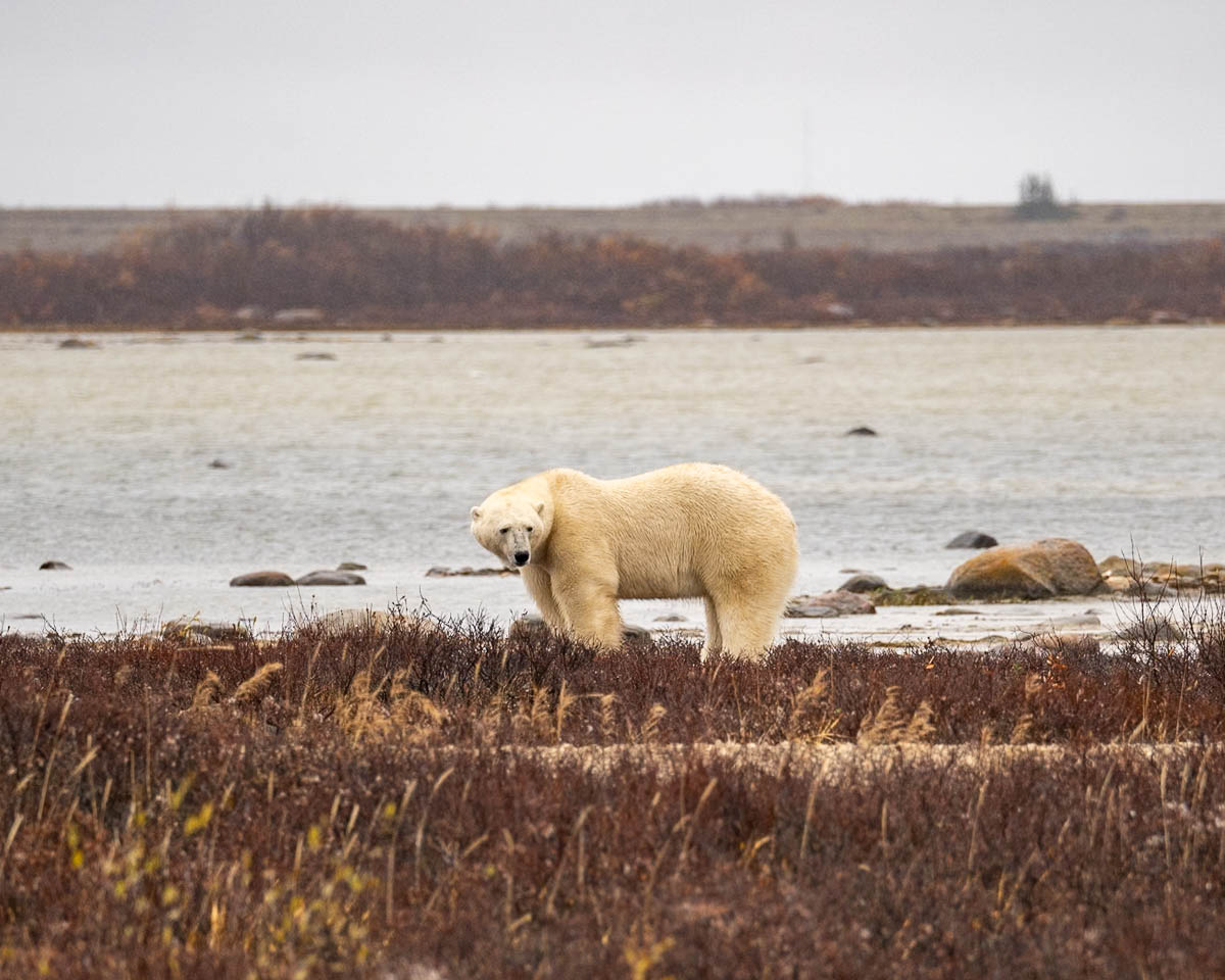 Polar bear standing on the arctic tundra in Churchill, Manitoba