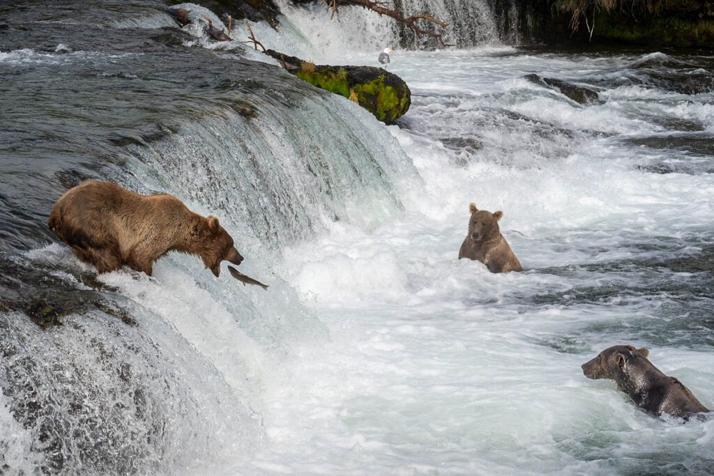 Brown bears fishing for salmon in Brooks Falls in Katmai National Park in Alaska