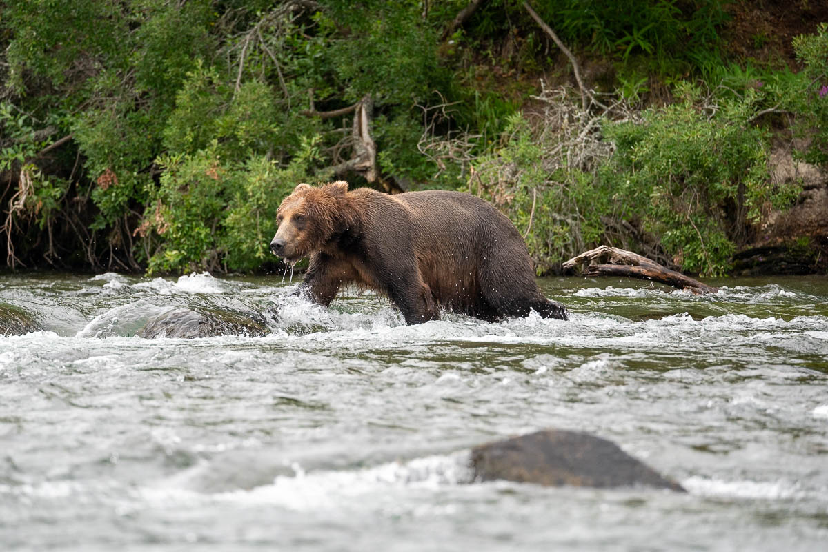 Brown bear walking through Brooks River in Katmai National Park in Alaska