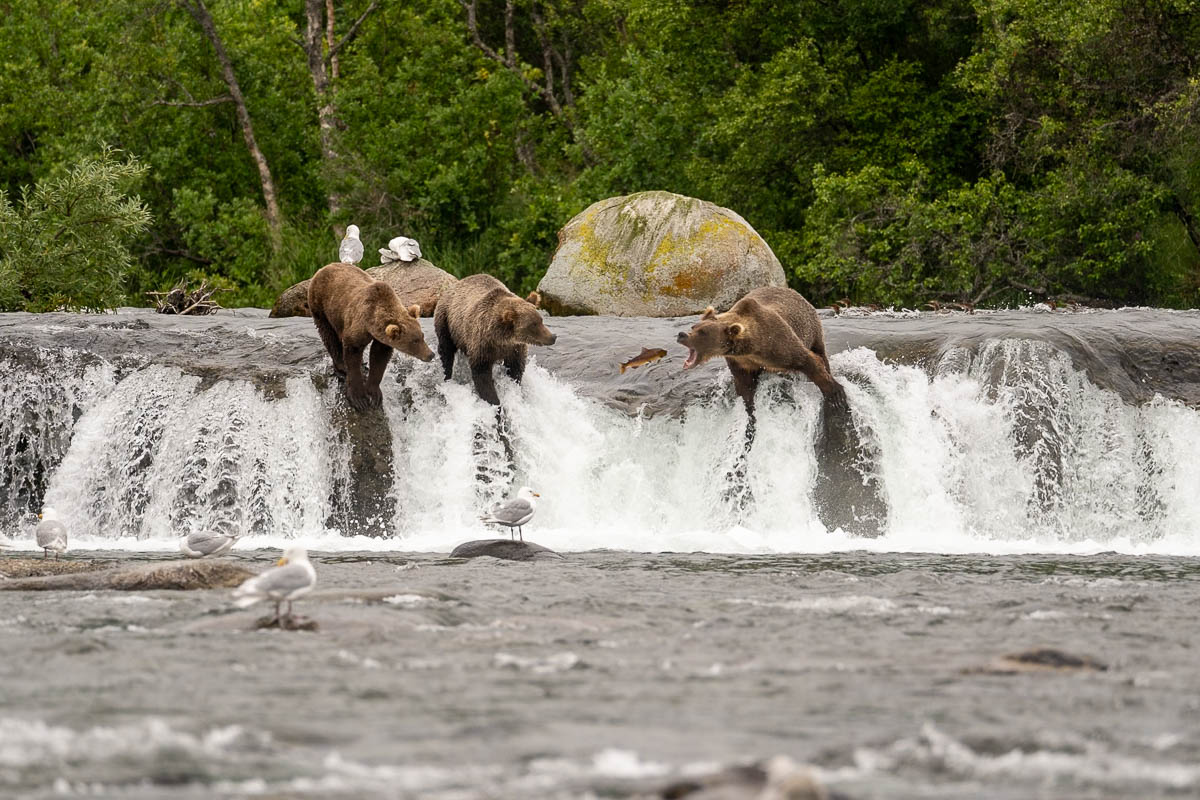 Three bears standing on the lip of Brooks Falls while fishing for salmon in Katmai National Park in Alaska