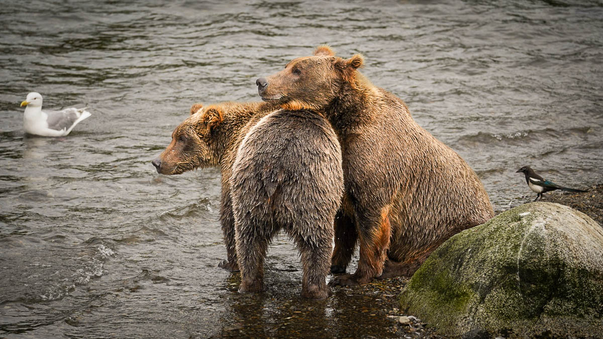 Two grizzly bears cuddling by a rock near Brooks Falls in Katmai National Park in Alaska