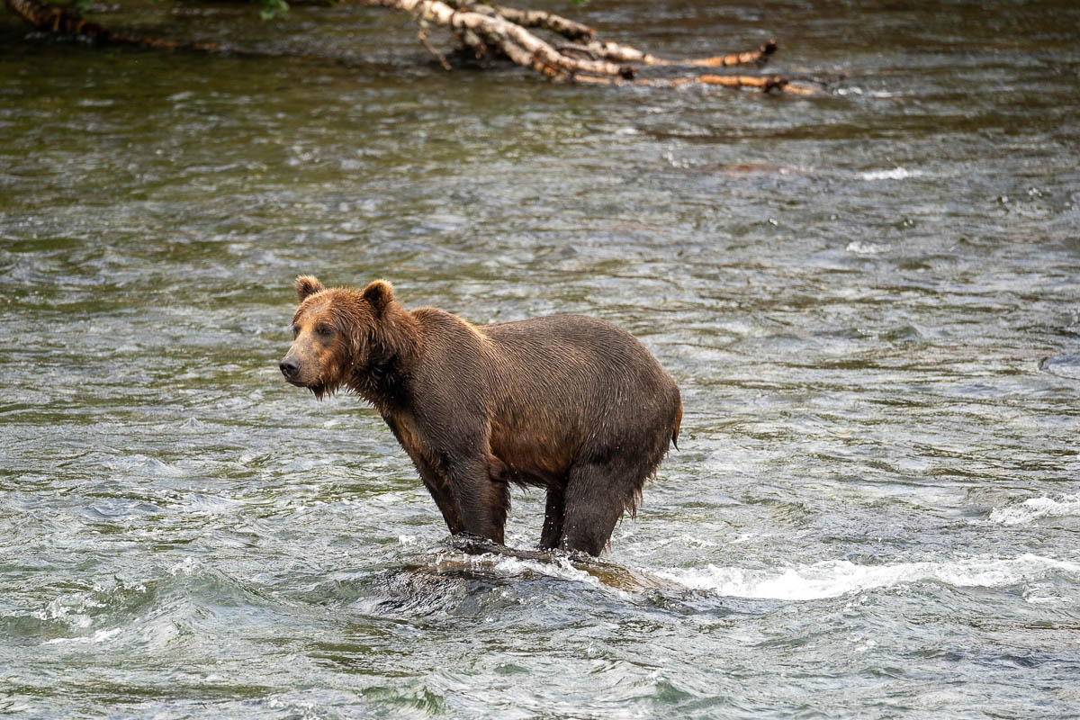 Brown bear standing on a rock in Brooks River in Katmai National Park in Alaska