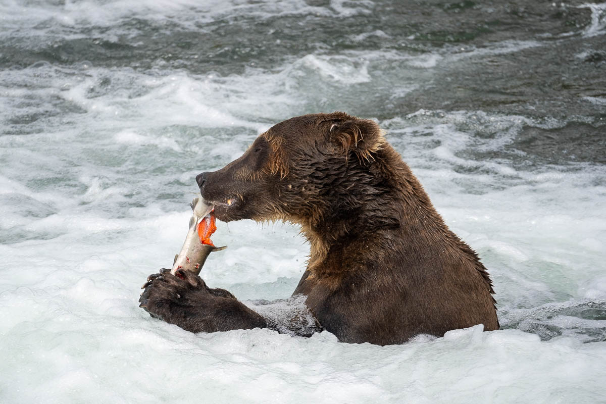 Brown bear eating a salmon in Brooks River in Katmai National Park in Alaska