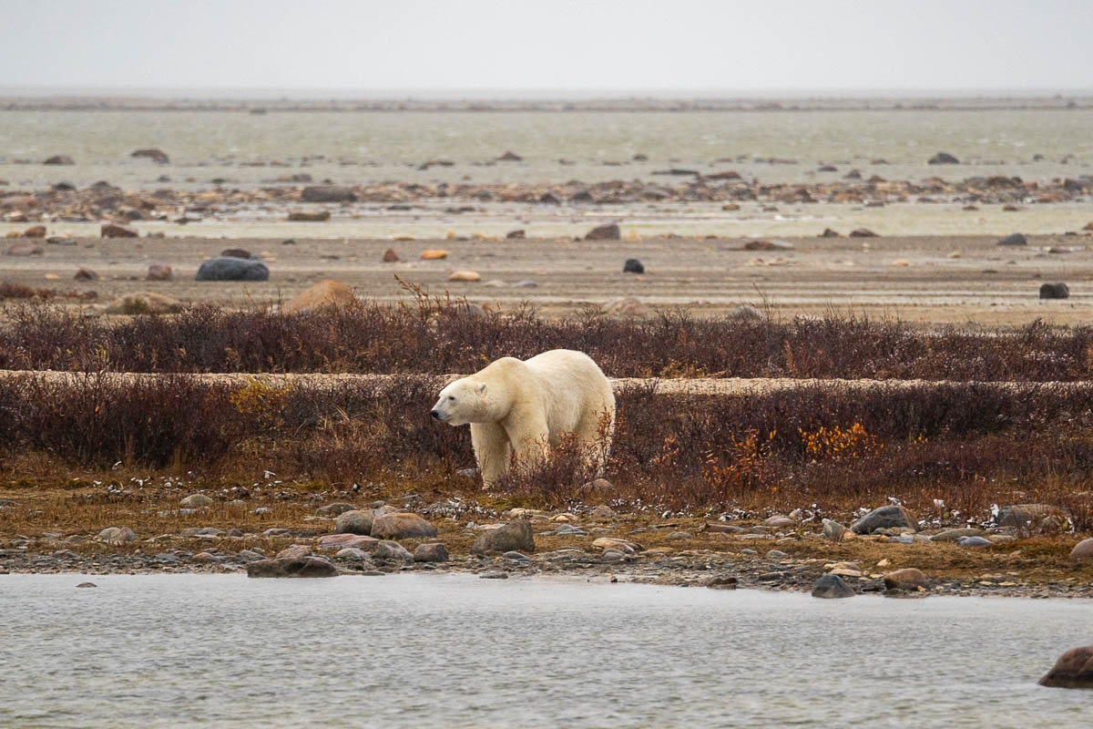 Polar bear standing by a lake on the tundra in Churchill, Manitoba