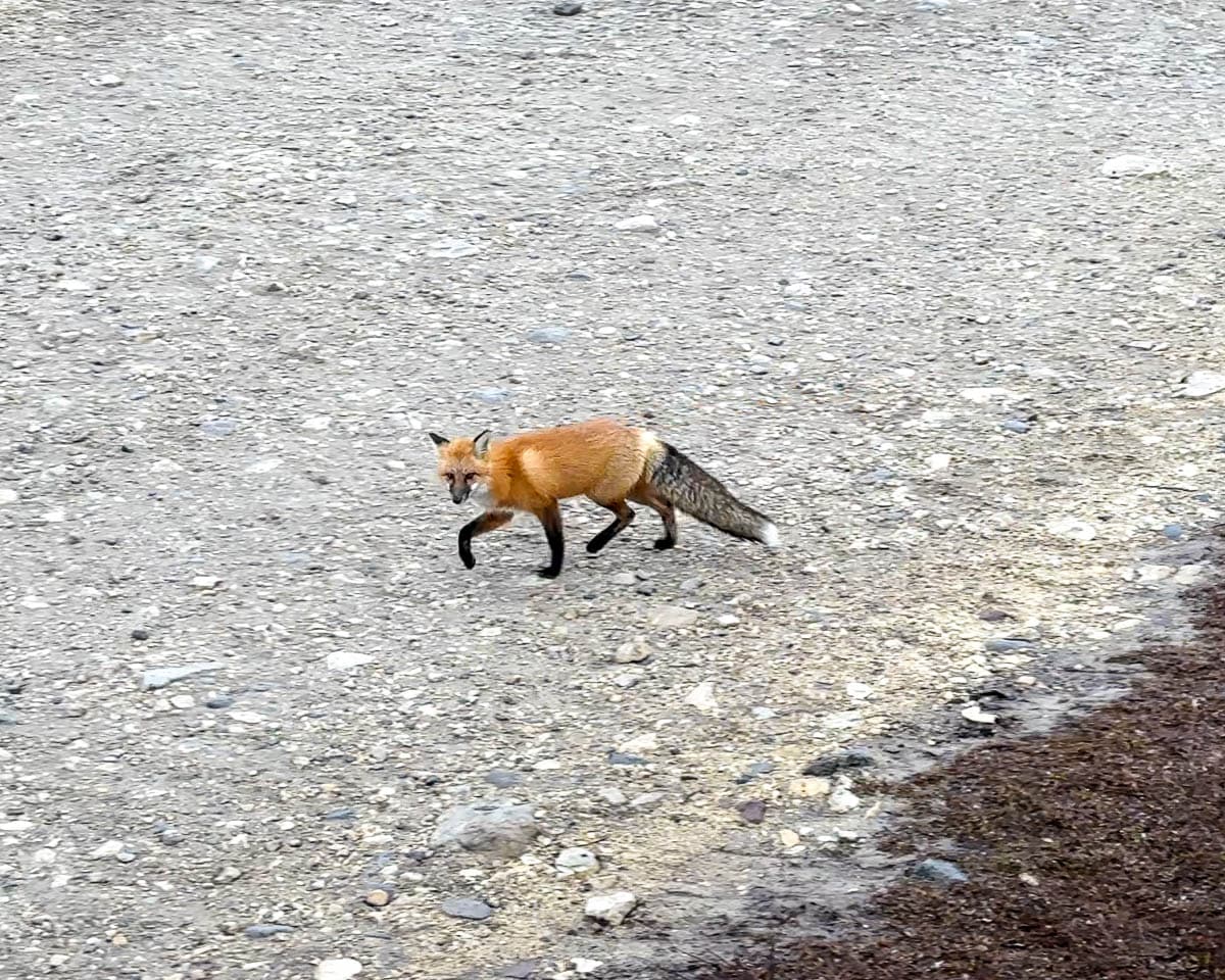 Red fox walking across the gravel road in Churchill, Manitoba