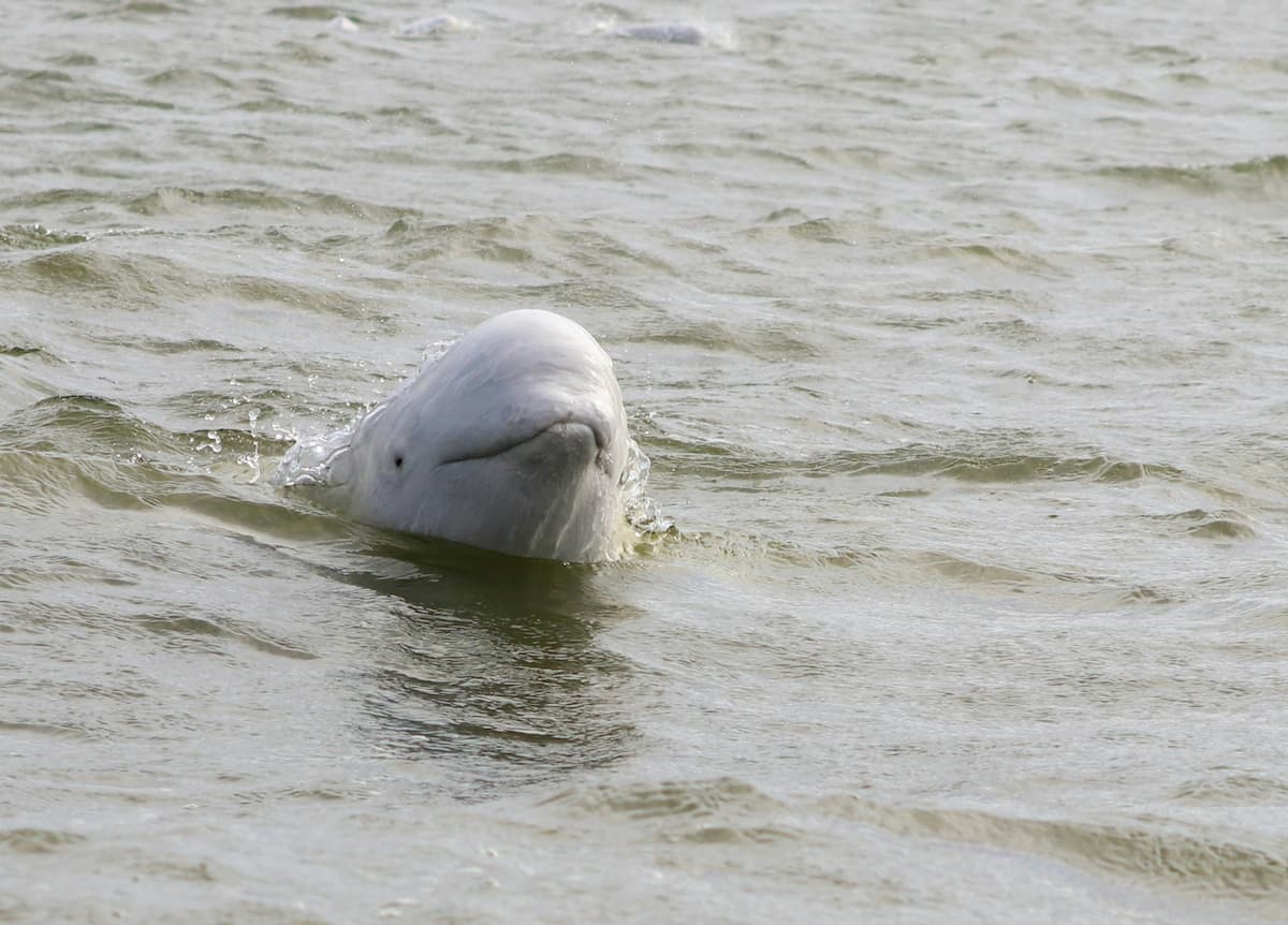 Beluga whale sticking its head out of the Hudson Bay in Churchill, Manitoba