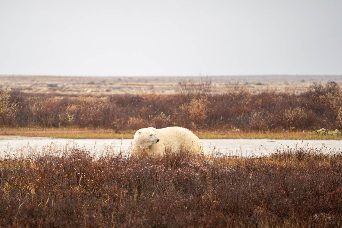 Polar bear standing in Arctic shrubs in Churchill, Manitoba