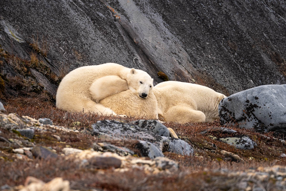 Mom and cub polar bear laying on rocks in Churchill, Manitoba