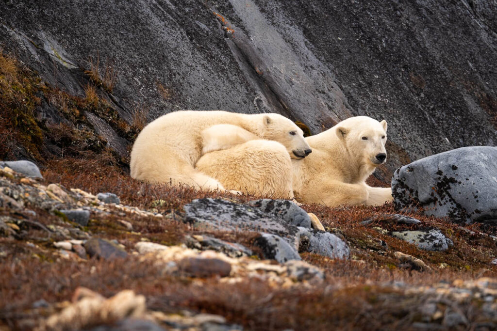 Mother and cub polar bears cuddling on rocks in Churchill, Manitoba