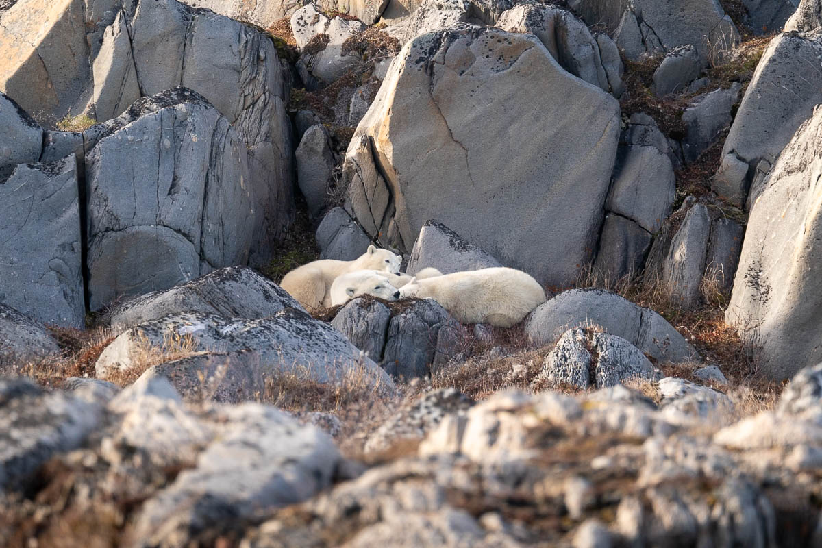 Mother and cub polar bears resting on a rock in Polar Bear Alley in Churchill, Manitoba