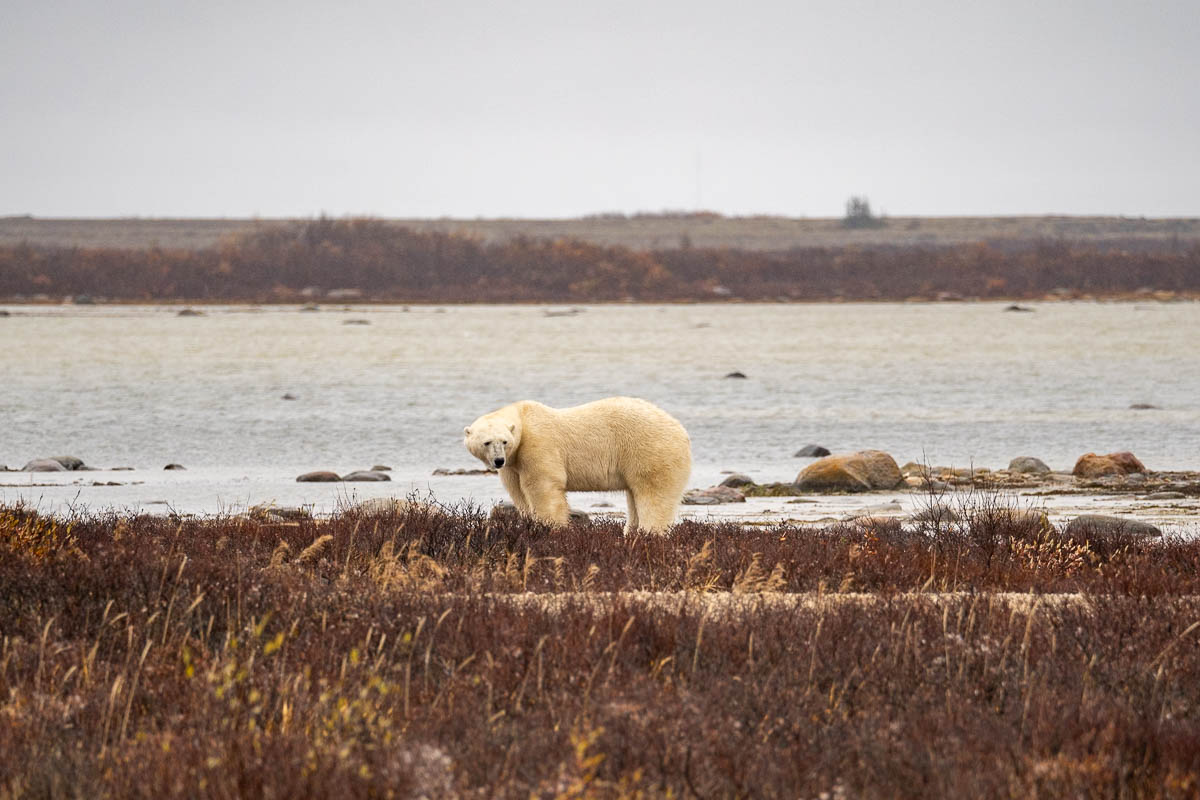 Polar bear standing on the tundra in Churchill, Manitoba