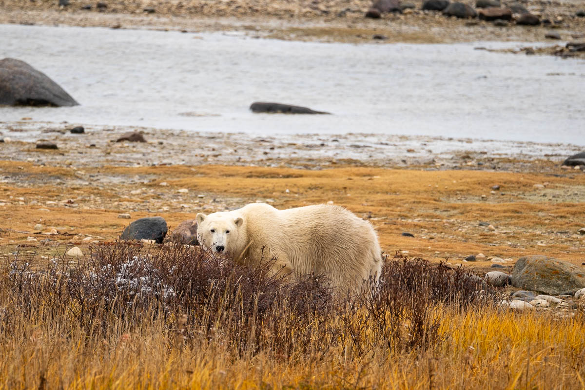 Polar bear standing on the tundra in Churchill, Manitoba