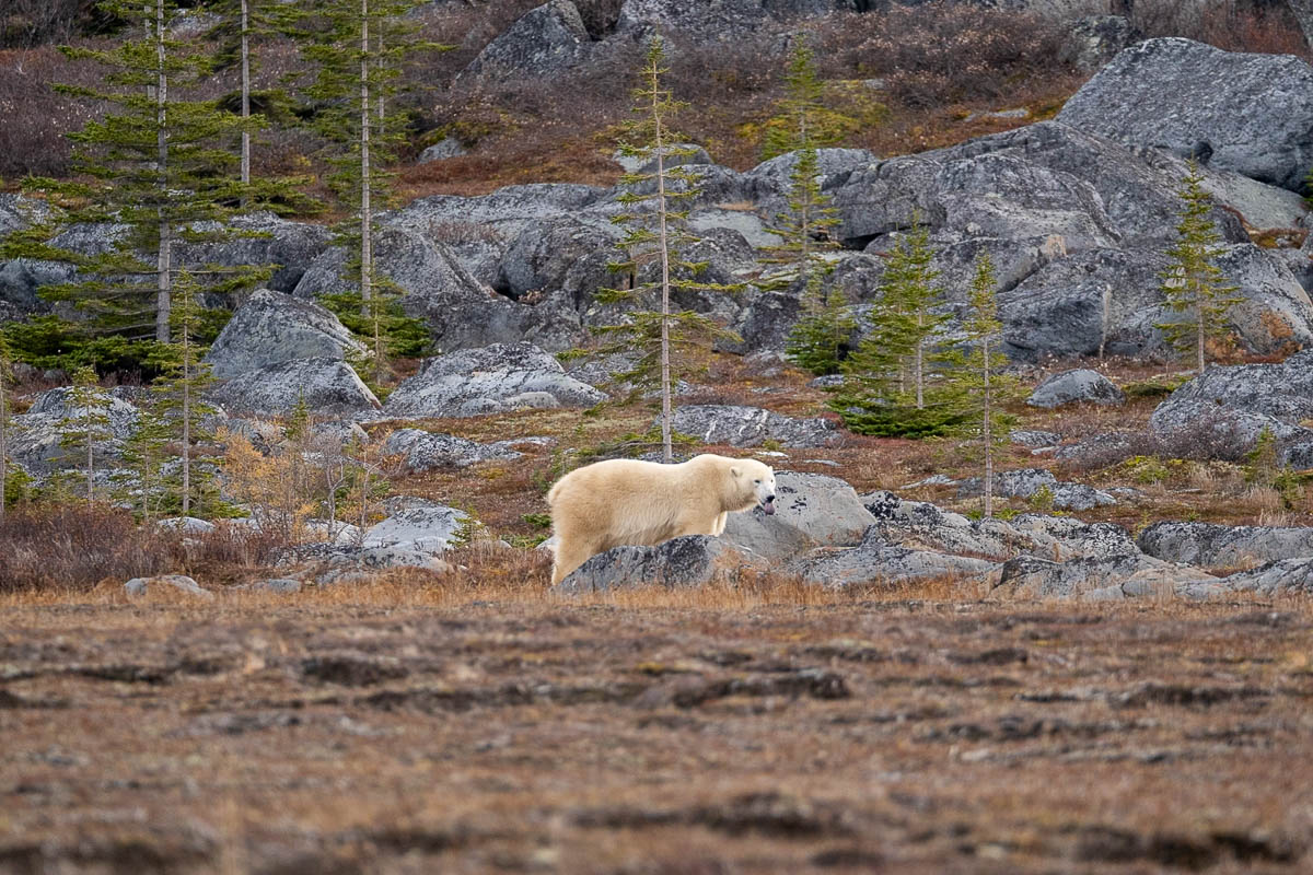 Polar bear sticking his tongue out with rocks and pine trees in the background in Churchill, Manitoba