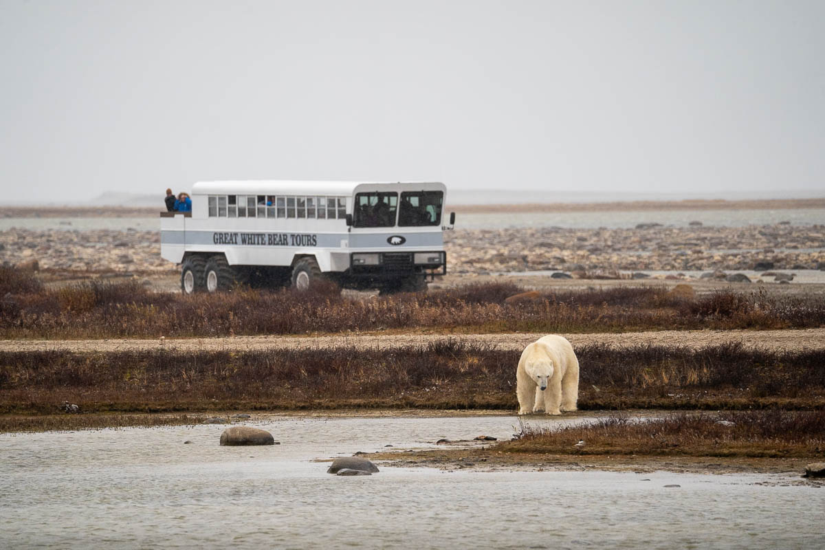 Polar bear standing by a pond with a polar rover from Great White Bear Tours on the tundra in Churchill, Manitoba