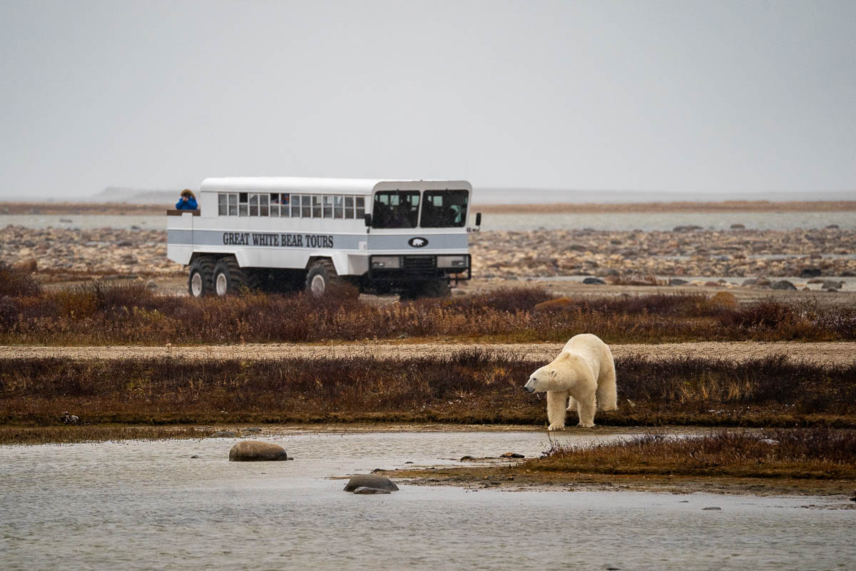 Polar bear standing in front of a Great White Bear Polar Rover in the Arctic tundra in Churchill, Manitoba