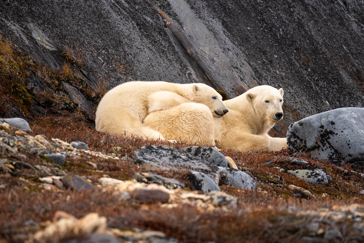 Polar bears snuggling on rocks in Churchill, Manitoba