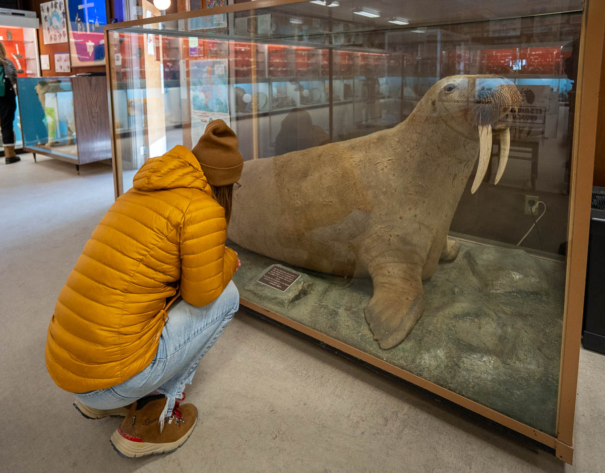 Woman looking a stuffed walrus at the Itsanitaq Museum in Churchill, Manitoba