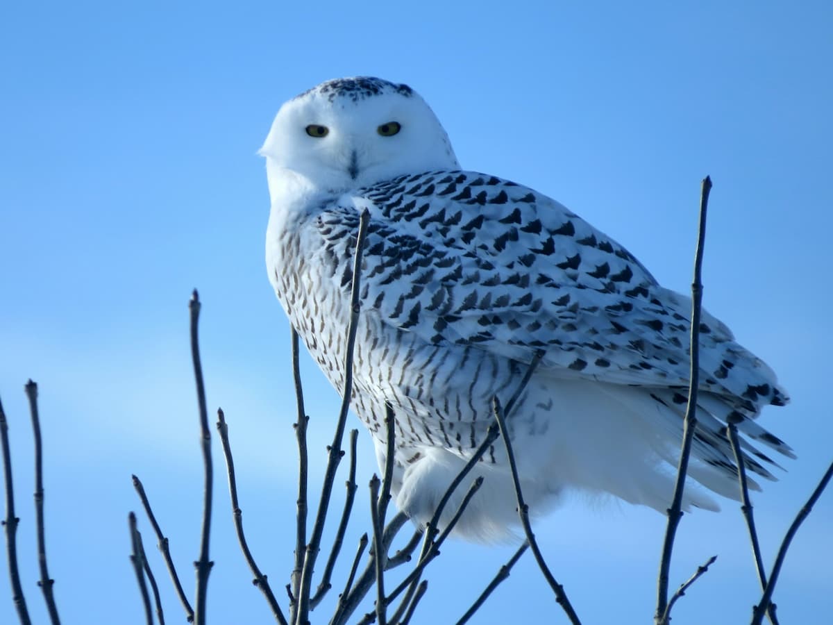 Snowy owl sitting on a tree branch in Churchill, Manitoba