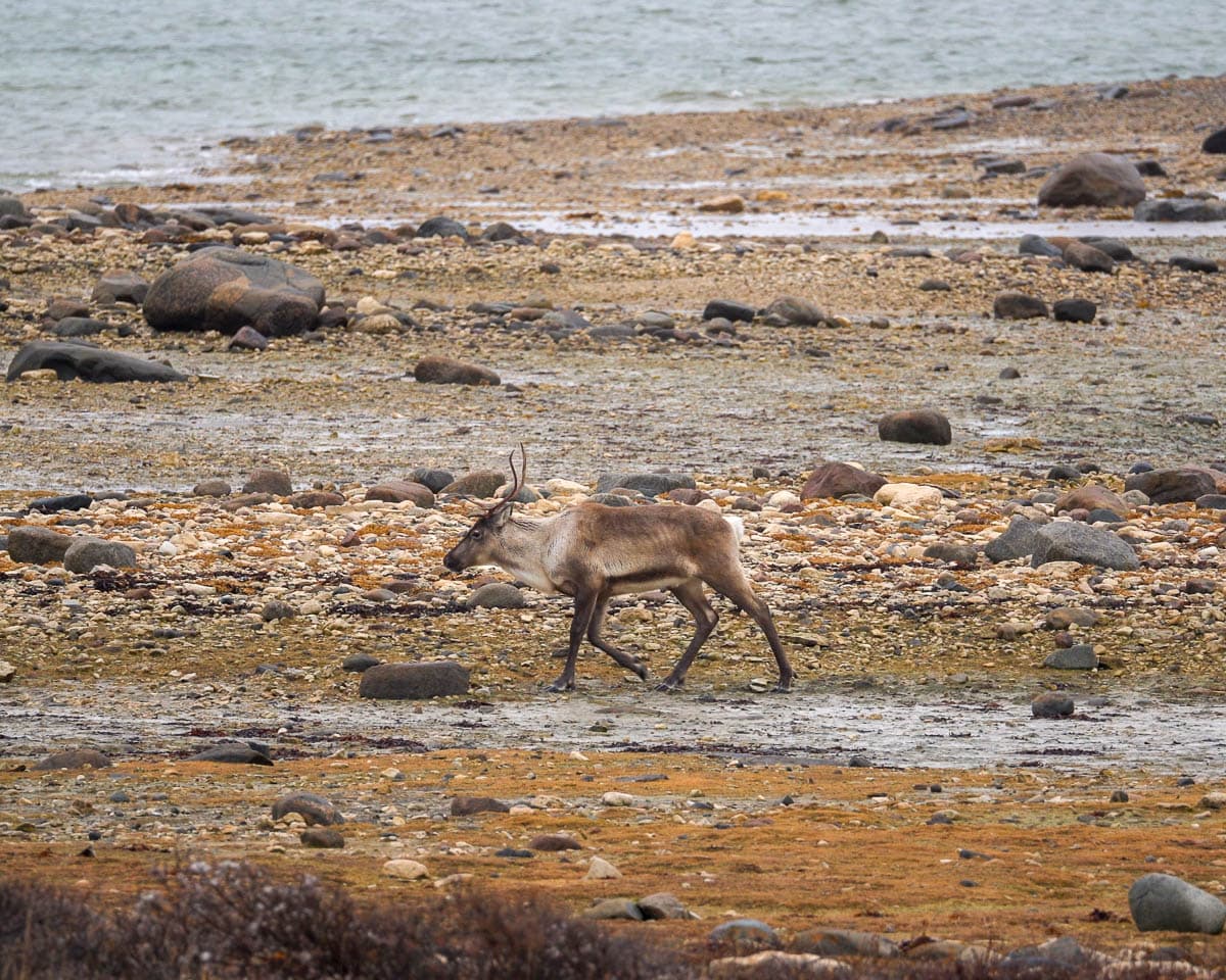 Caribou walking across the Arctic tundra in Churchill, Manitoba