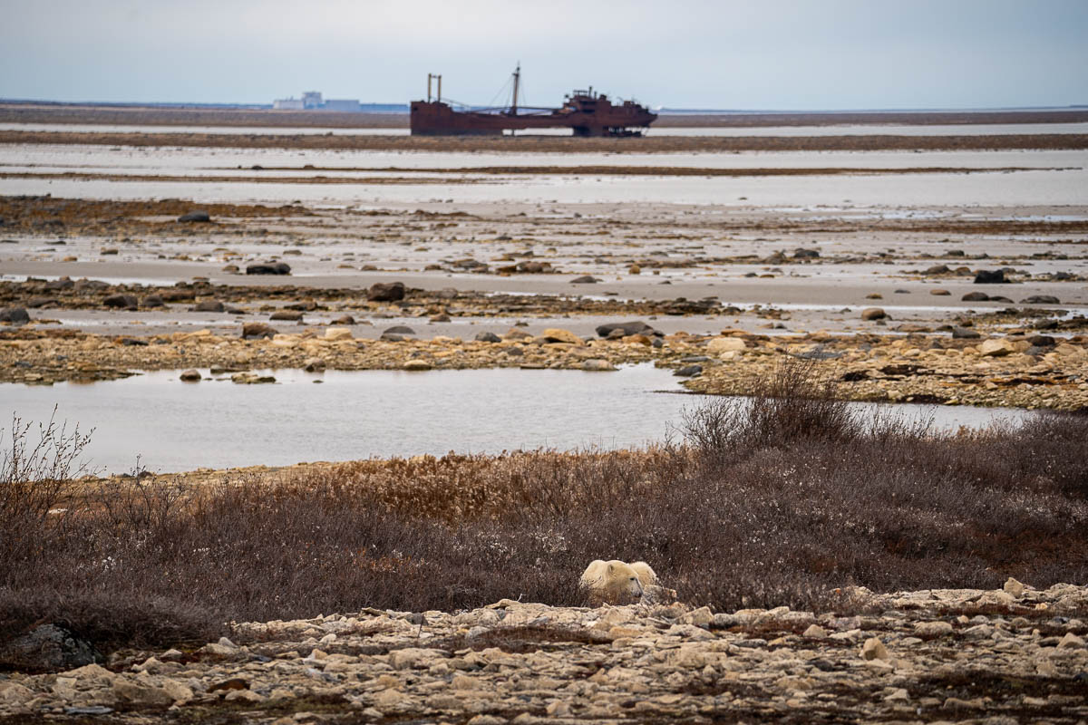 Two polar bears snuggling in front of the Ithaka shipwreck in Churchill, Manitoba