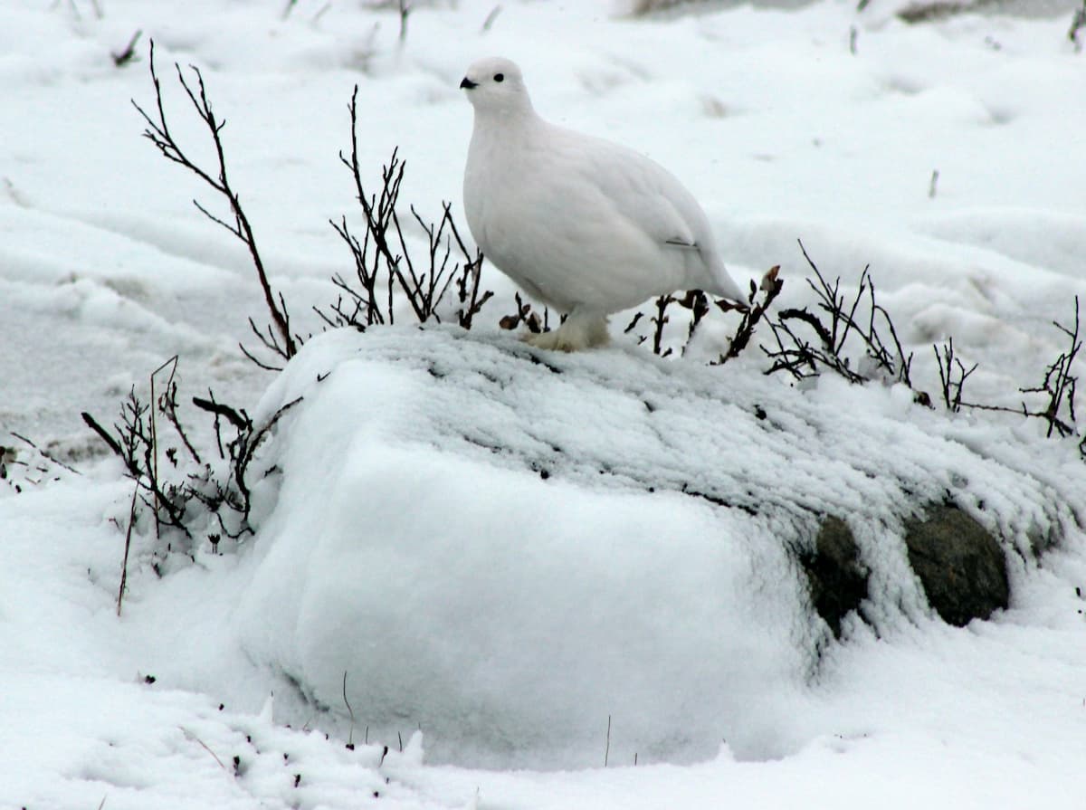 Ptarmigan sitting on a snowy rock in Churchill, Manitoba