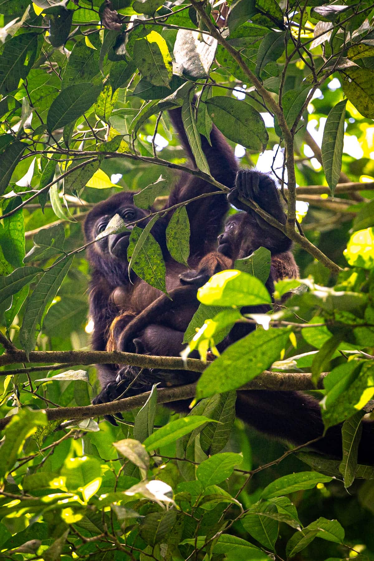 Howler monkey holding her baby in a tree in Costa Rica