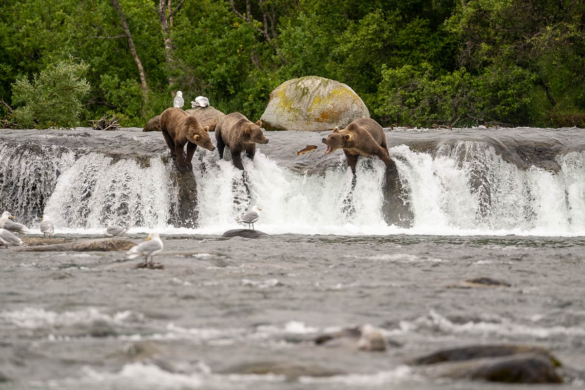 Bear trying to catch a salmon in its mouth as two other bears look at it on Brooks Falls in Katmai National Park in Alaska