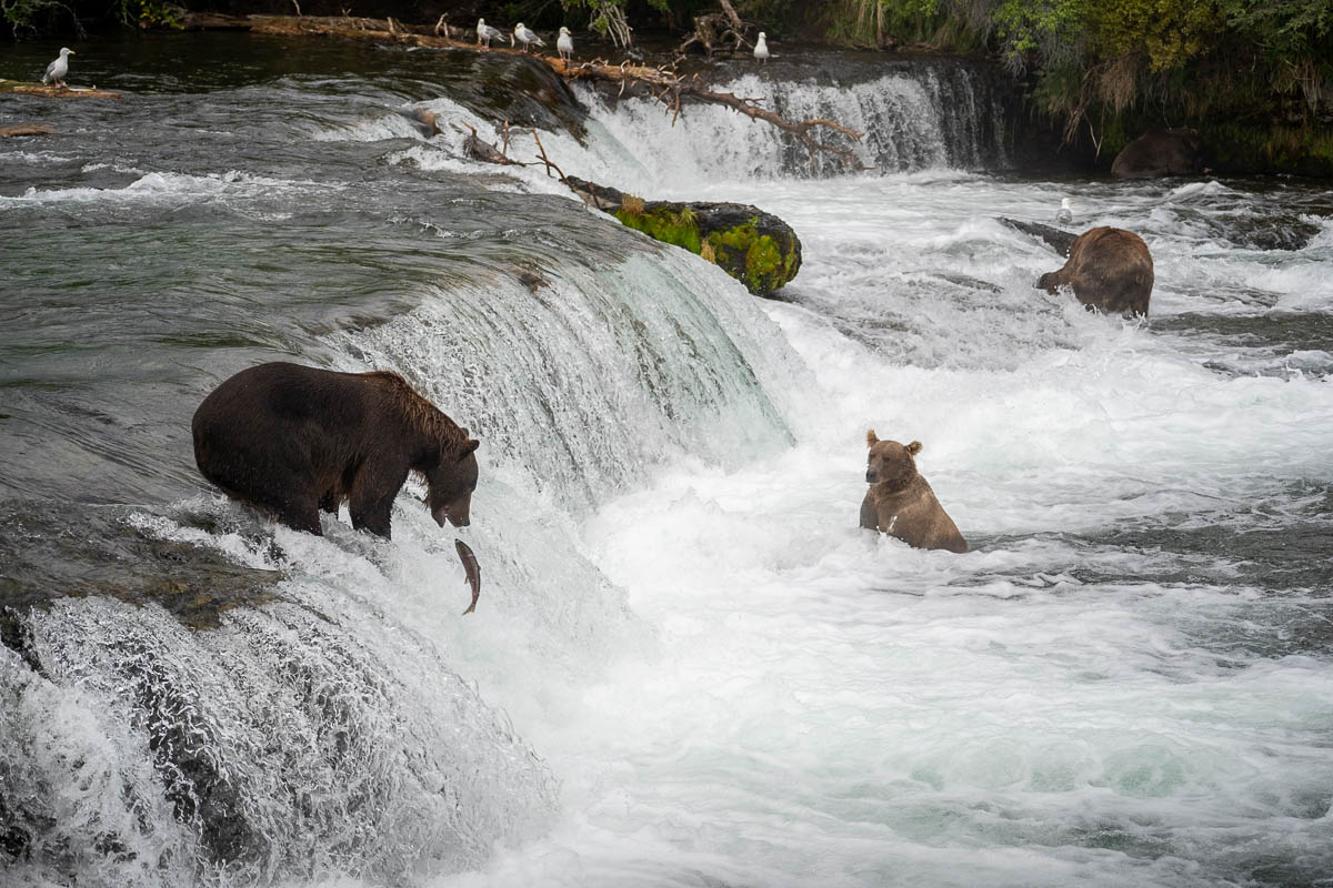 Salmon jumping up Brooks Falls while bears hunt in Katmai National Park in Alaska