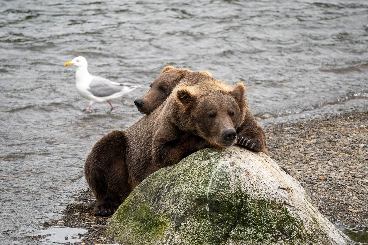 Two bears resting on a rock near Brooks Falls in Katmai National Park in Alaska