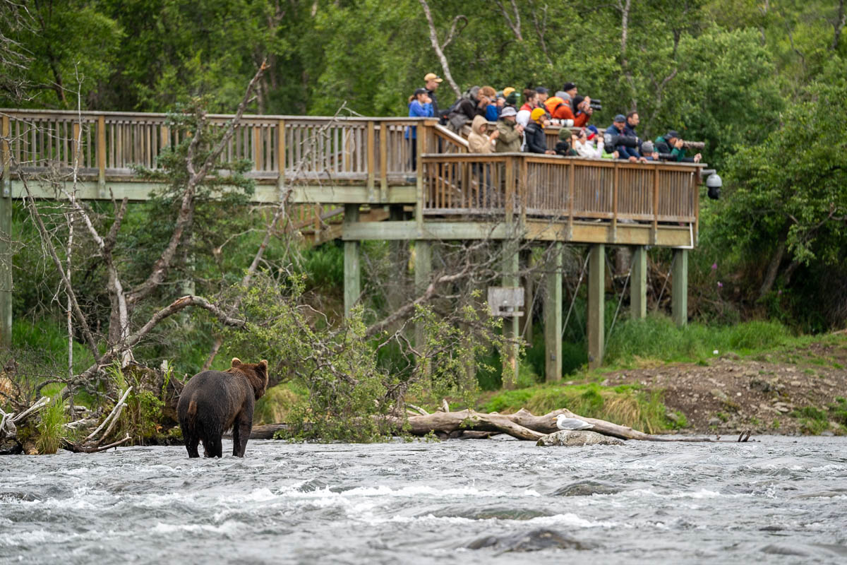 Bear standing near the Brooks Platform with people standing on it along the Brooks River in Katmai National Park 