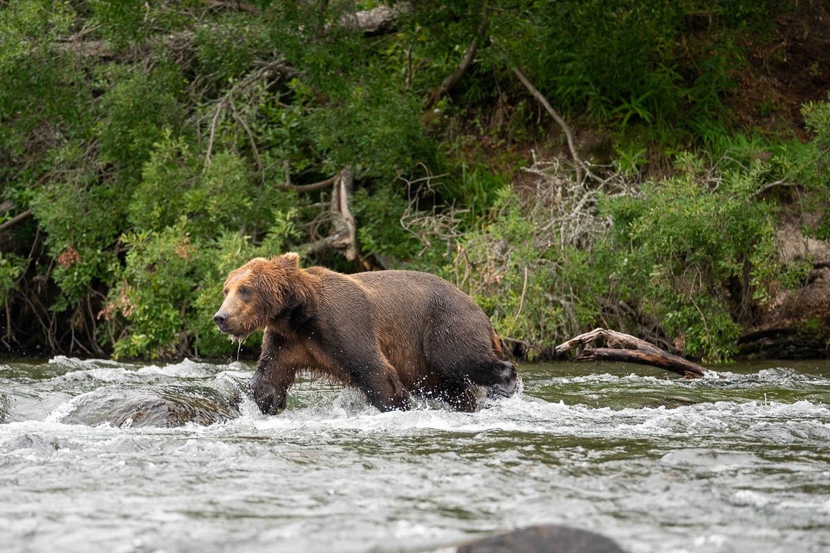 Brown bear walking through Brooks River in Katmai National Park in Alaska