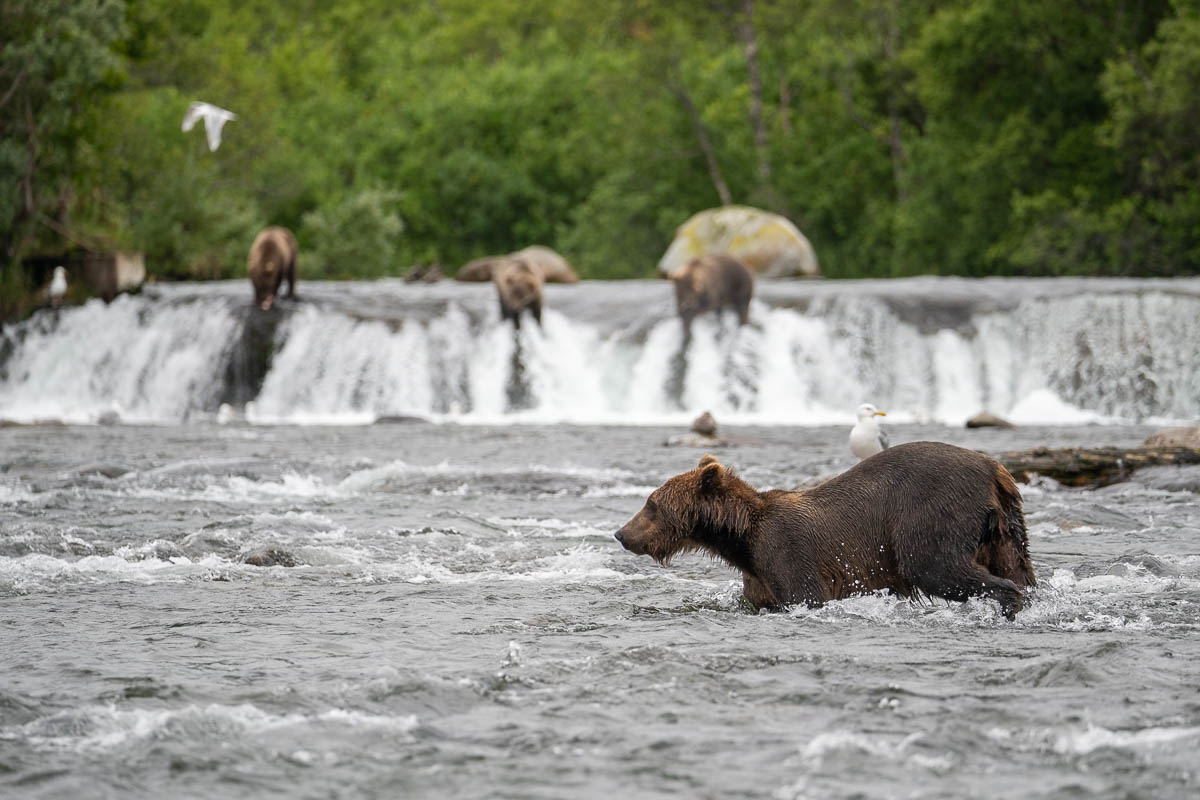 Brown bear walking in front of Brooks River with bears standing on Brooks Falls in the background of Katmai National Park in Alaska