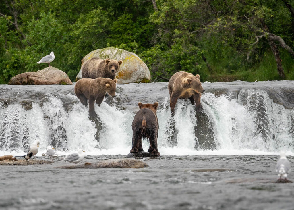 Brown bears fishing for salmon on Brooks Falls in Katmai National Park