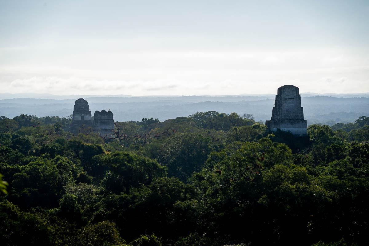 View of temples sticking out of the jungle from Temple IV in Tikal National Park in Guatemala