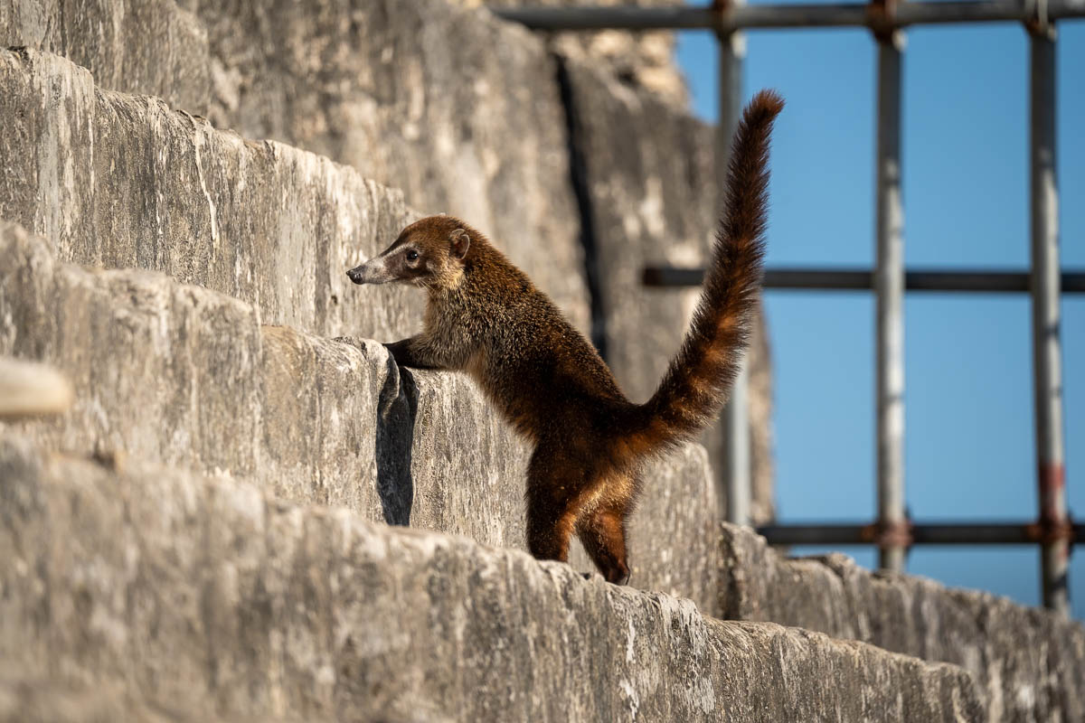 Coati climbing on stone steps at Temple IV at Tikal National Park in Guatemala