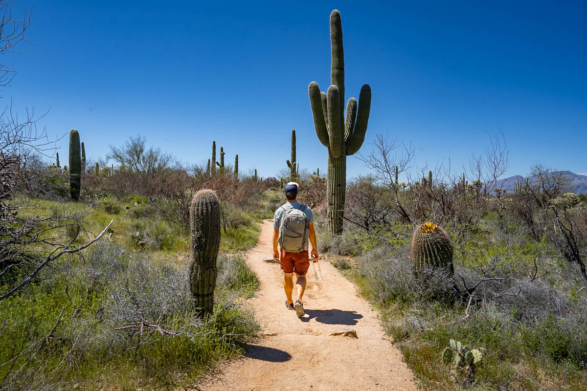 Man walking past a saguaro cactus in Saguaro National Park in Tucson, Arizona