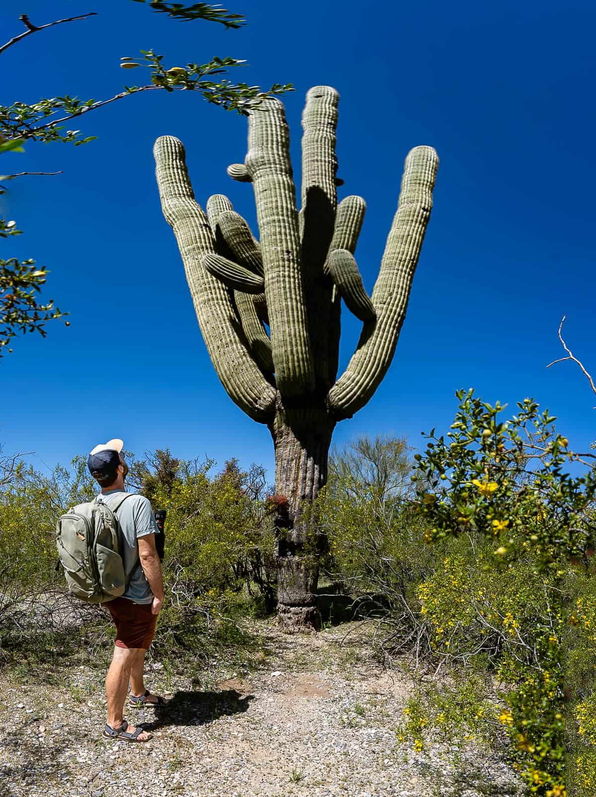 Man looking up at a tall saguaro cactus surrounded by wildflowers in Saguaro National Park in Tucson, Arizona