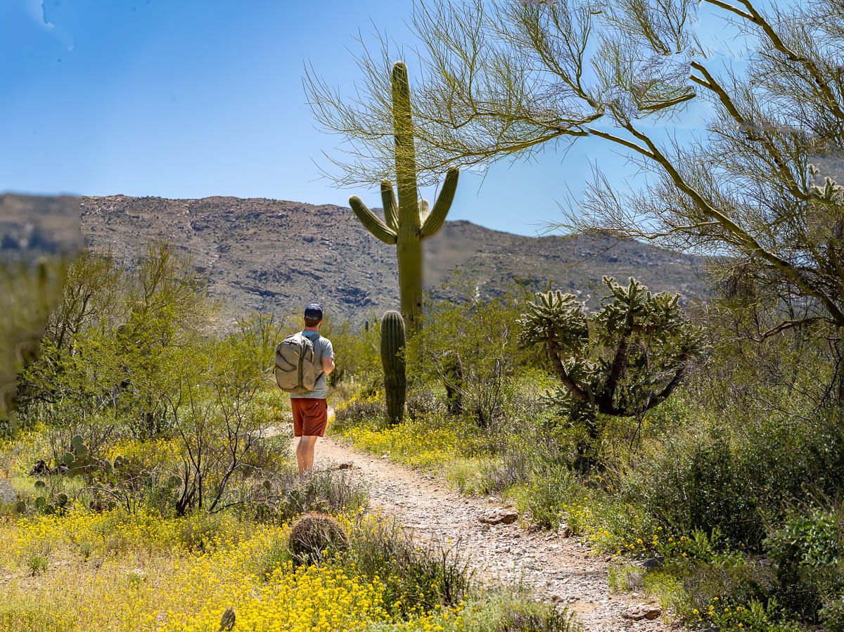 Man hiking along the Mica View Trail with saguaro cactuses, cholla cactuses, and wildflowers in Saguaro National Park in Tucson, Arizona