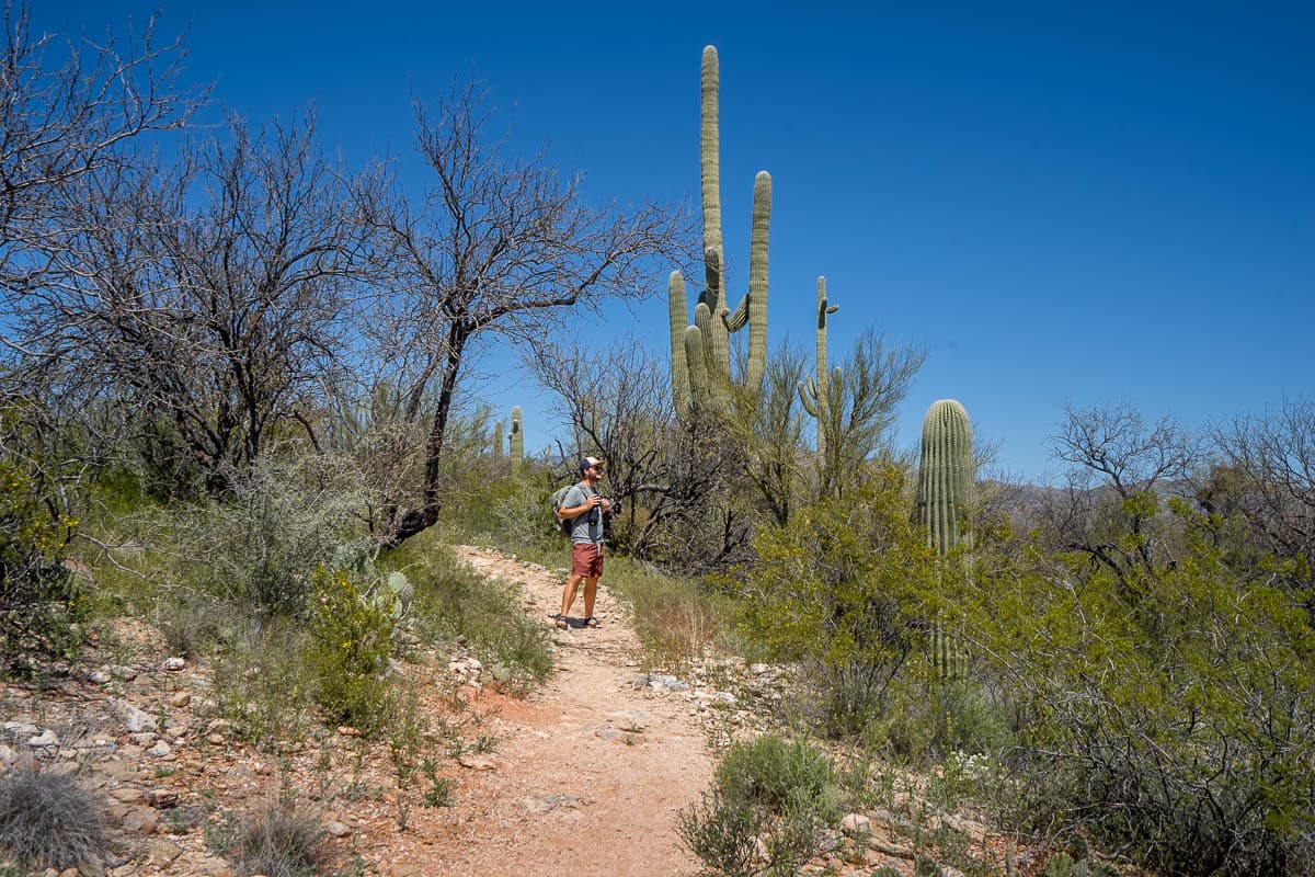 Man climbing up a hiking trail with saguaro cactuses in Saguaro National Park in Tucson, Arizona