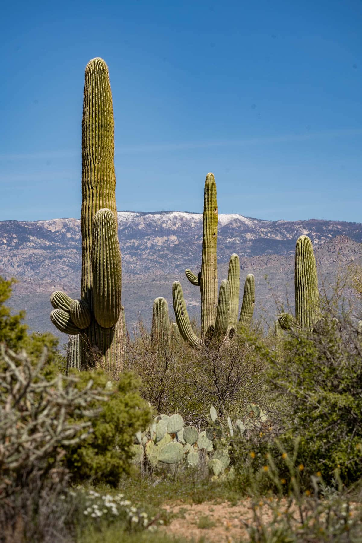 Saguaro cactuses with snowy mountains in the background in Saguaro National Park in Tucson, Arizona