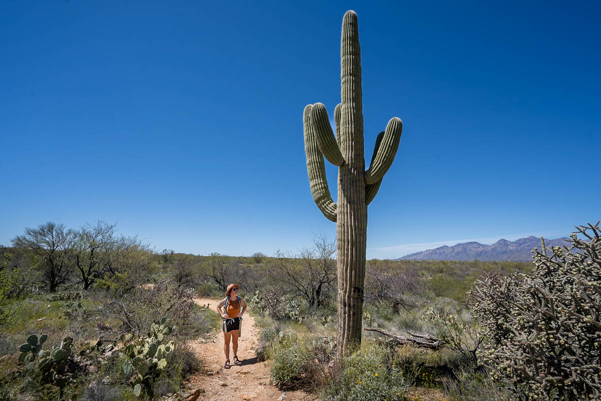 Woman hiking along the Mica View Trail next to a tall saguaro cactus in Saguaro National Park in Tucson, Arizona