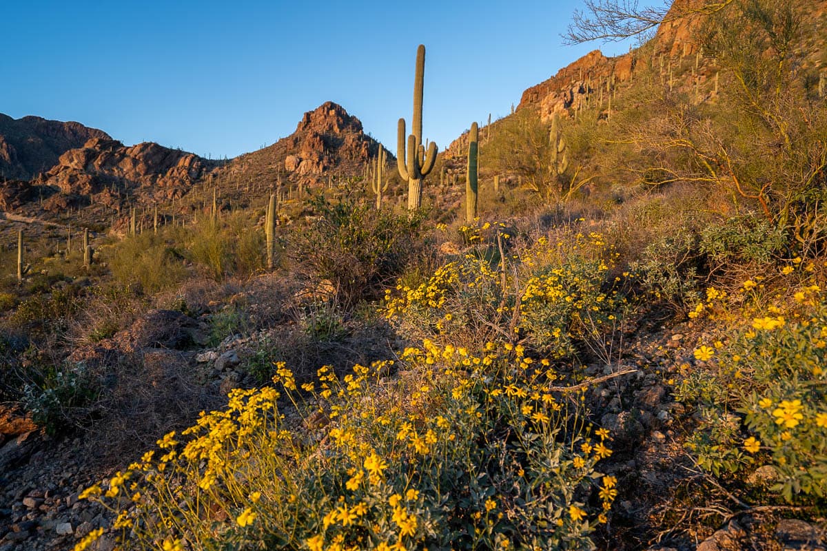 Saguaro cactuses and wildflowers at sunset at Gates Pass in Tucson, Arizona