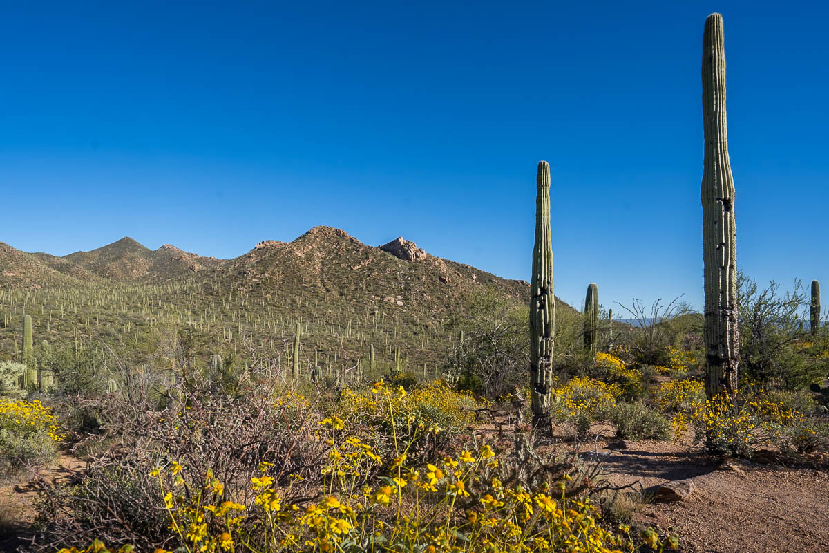 Saguaro cactuses and wildflowers with the Tucson Mountains in the background in Saguaro National Park in Tucson, Arizona