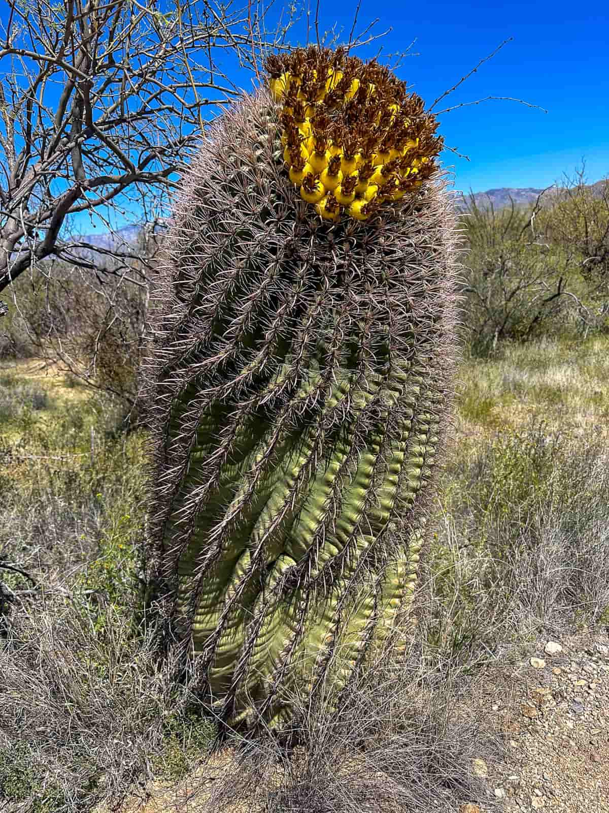 Blooming cactus along the Mica View Trail in Saguaro National Park in Tucson, Arizona