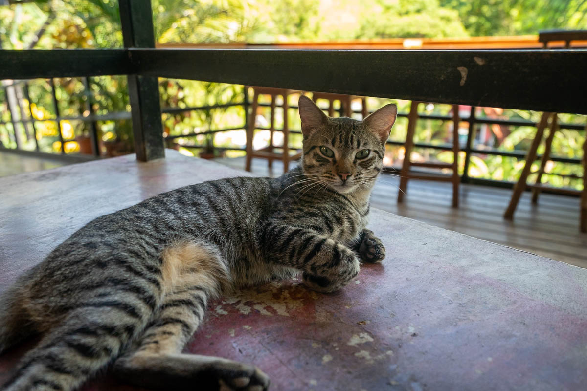 Cat laying on a table in the restaurant of Greengos Hotel near Semuc Champey, Guatemala