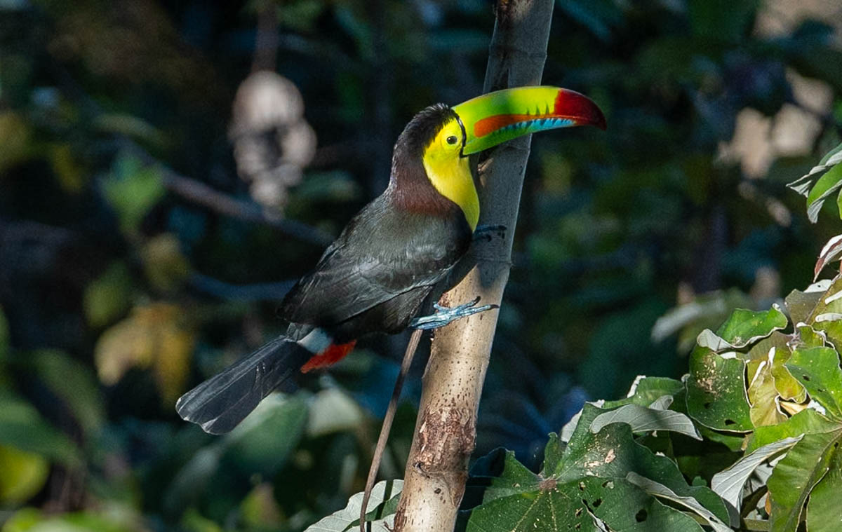 Toucan sitting on a branch in a jungle in Minca, Colombia