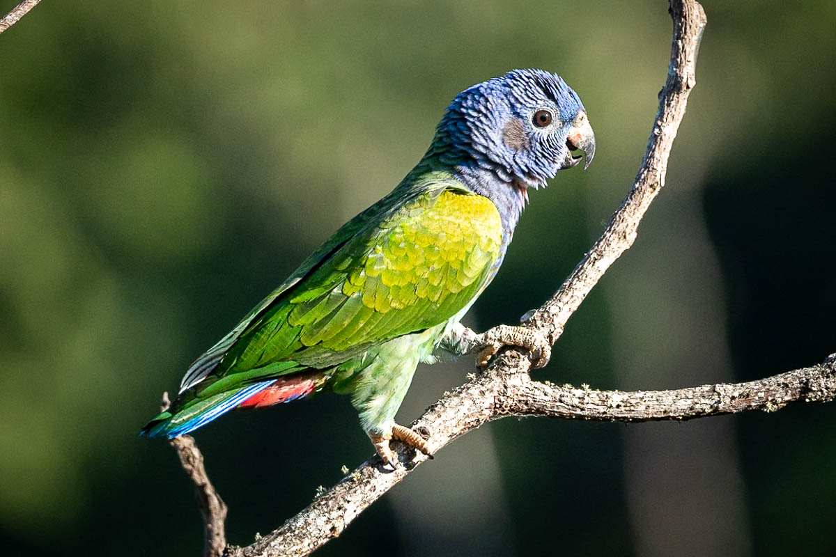 Blue and green macaw sitting on a branch in a jungle in Minca, Colombia