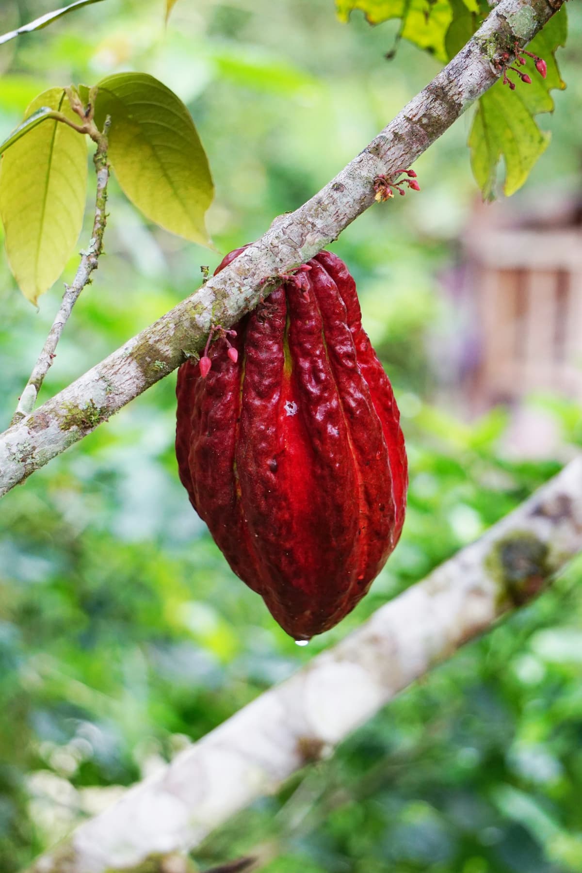 Cacao pod hanging from a branch in Colombia