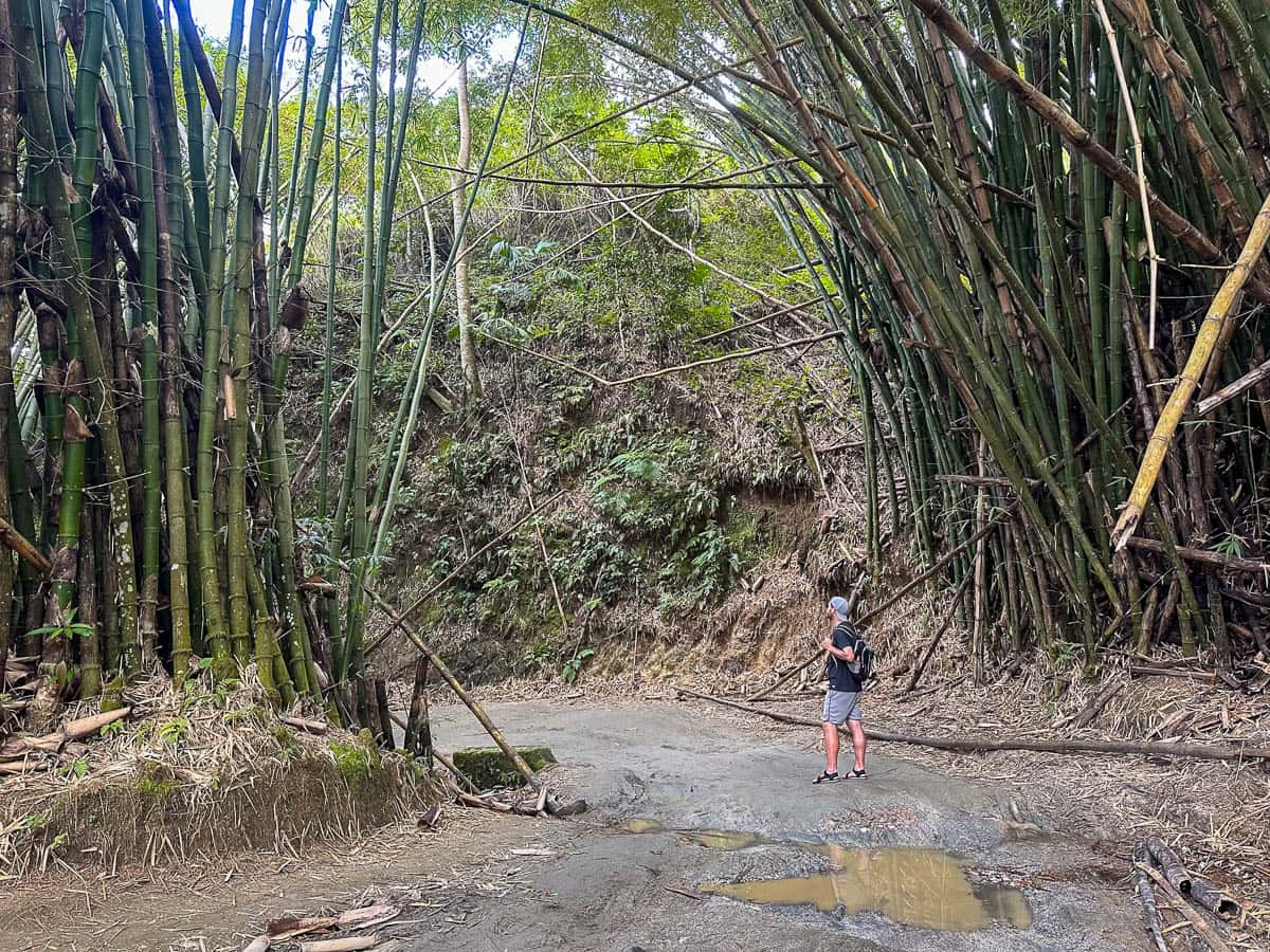 Man looking at bamboo grove in Minca, Colombia